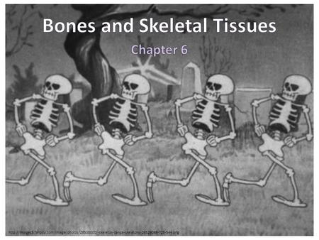 Bones and Skeletal Tissues