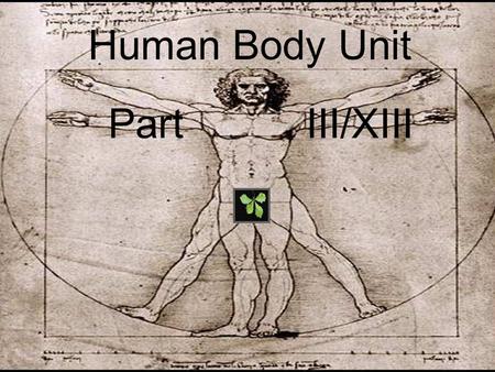 Human Body Unit Part III/XIII. Human Body Unit Part III/XIII.