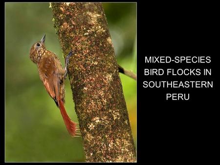 1 MIXED-SPECIES BIRD FLOCKS IN SOUTHEASTERN PERU.