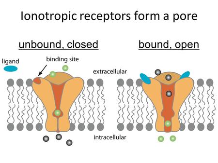 Ionotropic receptors form a pore unbound, closedbound, open.