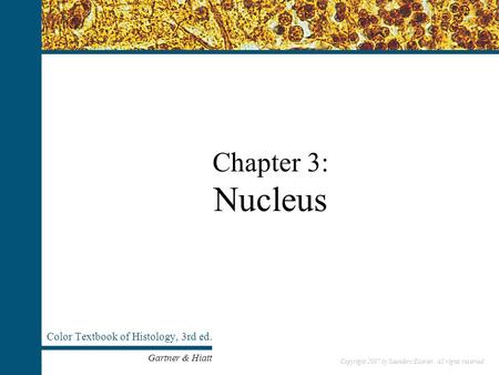 Copyright 2007 by Saunders/Elsevier. All rights reserved. Chapter 3: Nucleus Color Textbook of Histology, 3rd ed. Gartner & Hiatt Copyright 2007 by Saunders/Elsevier.