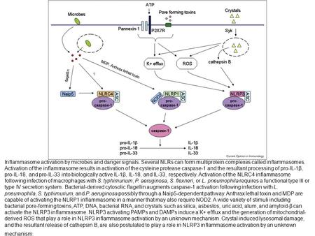 Inflammasome activation by microbes and danger signals. Several NLRs can form multiprotein complexes called inflammasomes. Activation of the inflammasome.