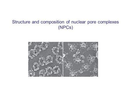 Structure and composition of nuclear pore complexes (NPCs)