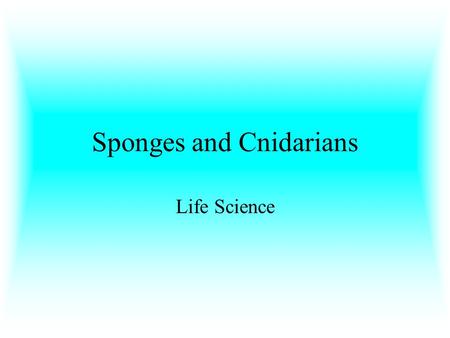 Sponges and Cnidarians