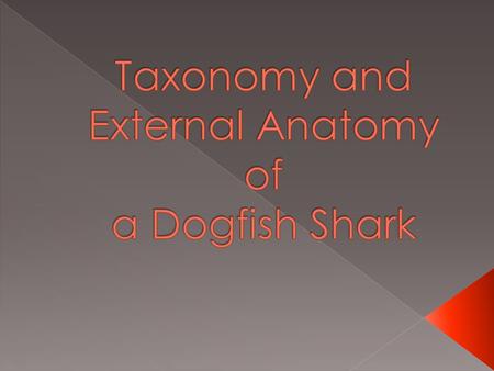  Dogfish because they turn their head side to side when they swim  Spiny because they have spines near their fins.