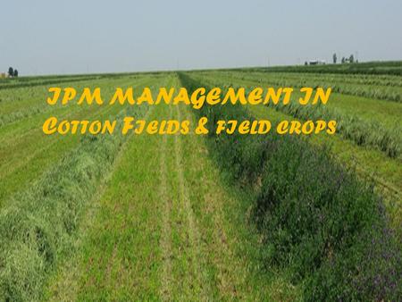 IPM MANAGEMENT IN Cotton Fields & field crops