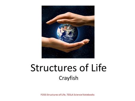 Structures of Life Crayfish