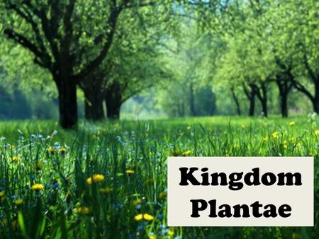 Kingdom Plantae.