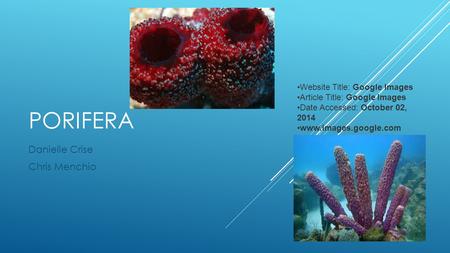 PORIFERA Danielle Crise Chris Menchio Website Title: Google Images Article Title: Google Images Date Accessed: October 02, 2014 www.images.google.com.