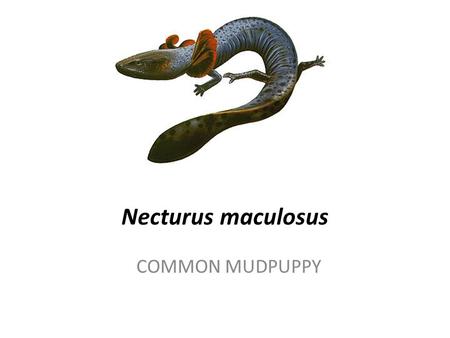 Necturus maculosus COMMON MUDPUPPY. Range and Habitat o Found in most eastern states of the U.S. and parts of southern Canada. o Live in permanent water.