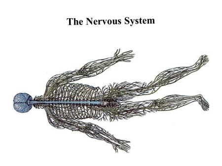 The Nervous System.