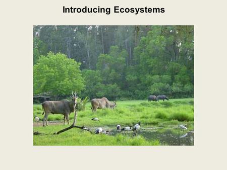 Introducing Ecosystems. Ecosystem: all the living organisms in an area and their non-living environment.