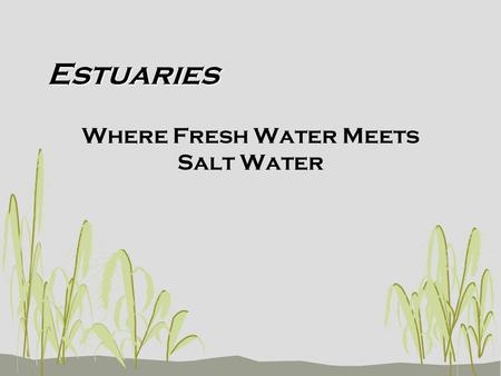 Estuaries Where Fresh Water Meets Salt Water. Estuary Defined An estuary is a partially enclosed body of water formed where fresh water from rivers and.