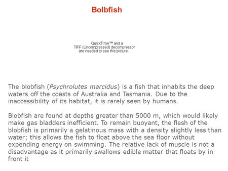 Bolbfish The blobfish (Psychrolutes marcidus) is a fish that inhabits the deep waters off the coasts of Australia and Tasmania. Due to the inaccessibility.