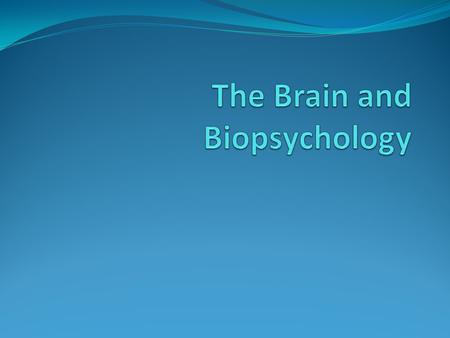 The Brain Basics Size of a grapefruit. Weighs about 3 lbs. Pinkish-gray and wrinkled surface. Over 100 billion nerve cells. Most complex structure known.