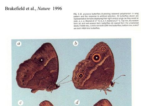 Brakefield et al., Nature 1996. Environmental diffs Genetic diffs.