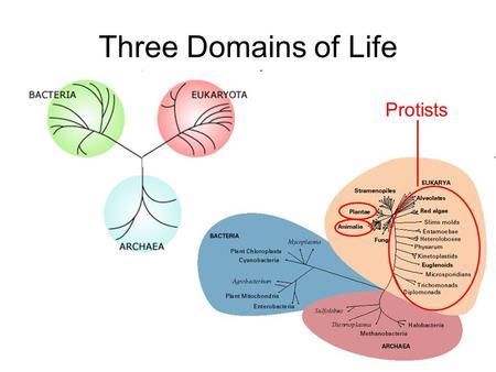 Three Domains of Life Protists