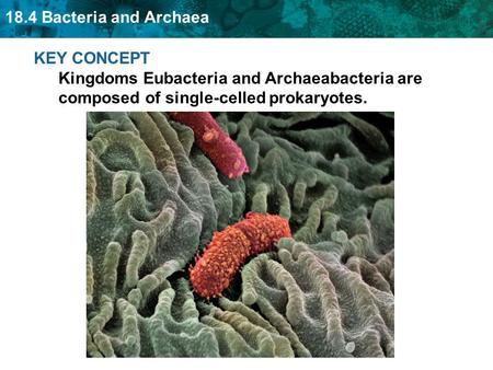 Prokaryotes are widespread on Earth.