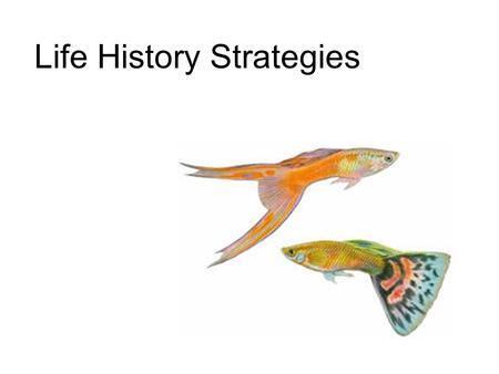 Life History Strategies