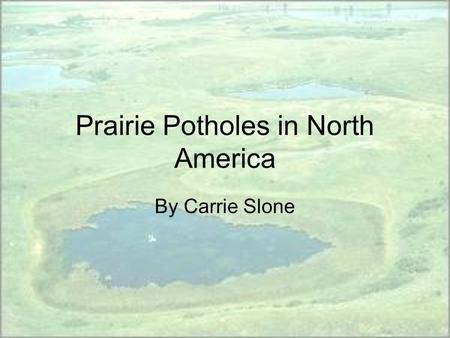 Prairie Potholes in North America By Carrie Slone.