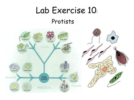 Lab Exercise 10 : Protists. Station 1. Entamoeba histolytica and then trophozoites hatch out in the intestines and can be seen in fecal smears Name two.