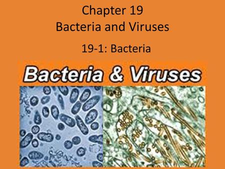 Chapter 19 Bacteria and Viruses