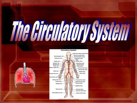 The Human Respiratory Tract 1.nostrils: opening to the nasal passages 2. nasal passages: lined with a mucus membrane bearing cilia (warms, moistens,