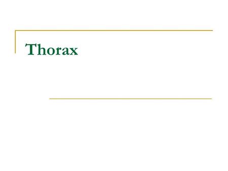 Thorax.