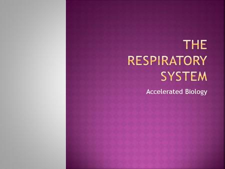 The Respiratory System