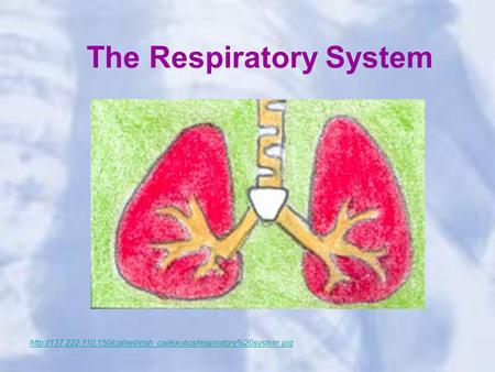 The Respiratory System