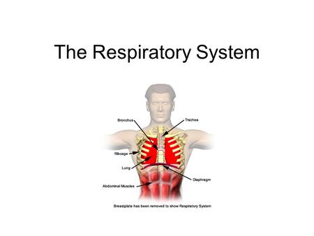 The Respiratory System