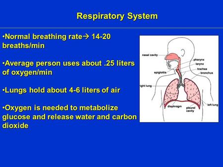 Respiratory System Normal breathing rate  14-20 breaths/minNormal breathing rate  14-20 breaths/min Average person uses about.25 liters of oxygen/minAverage.