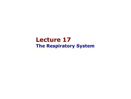 Lecture 17 The Respiratory System