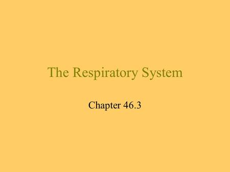 The Respiratory System