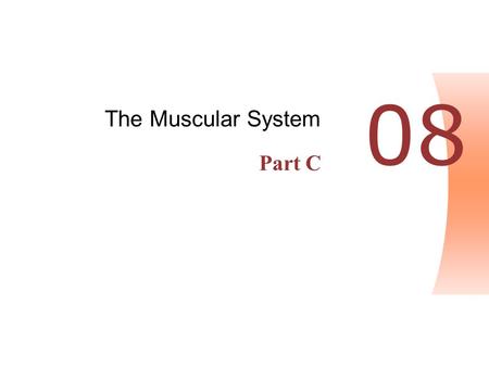 The Muscular System Part C