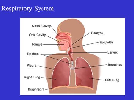 Respiratory System.