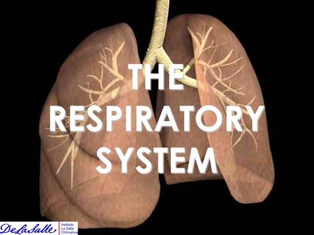 THE RESPIRATORY SYSTEM