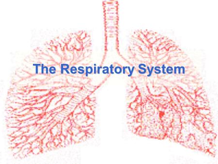 The Respiratory System