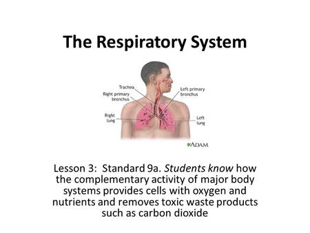 The Respiratory System