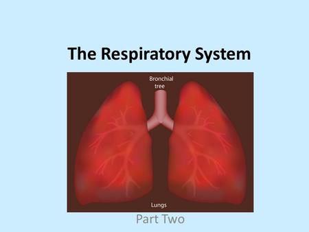 The Respiratory System