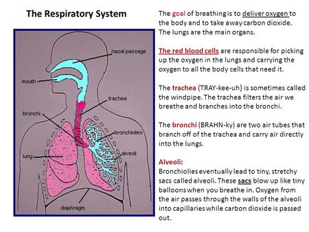 The Respiratory System