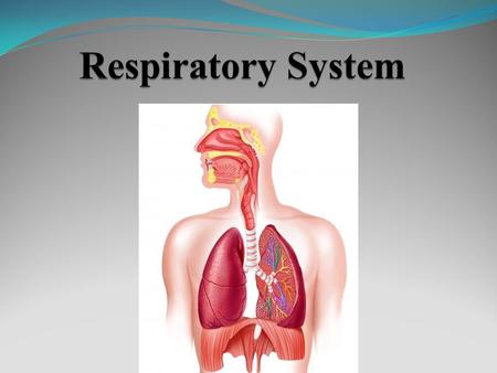 Respiratory System.