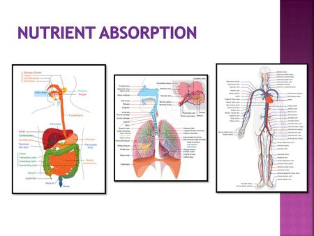 Nutrient Absorption left lung has two lobes instead of three (heart takes up space)