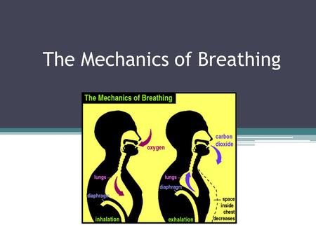 The Mechanics of Breathing