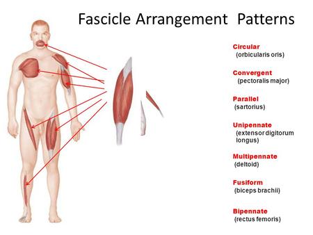 Fascicle Arrangement Patterns