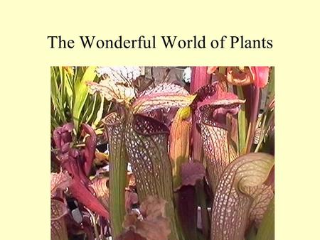 The Wonderful World of Plants. The Basics All plants are eukaryotic autotrophs 6H 2 0 + 6CO 2 → C 6 H 12 O 6 + 60 2 Reaction takes place in the chloroplast.