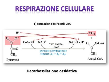 H+H+ 1) Formazione dell’acetil-CoA + H + Decarbossilazione ossidativa.