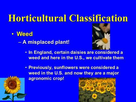 Horticultural Classification WeedWeed –A misplaced plant! In England, certain daisies are considered a weed and here in the U.S., we cultivate themIn England,