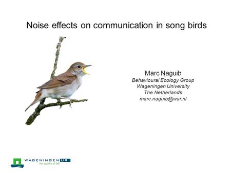 Noise effects on communication in song birds Marc Naguib Behavioural Ecology Group Wageningen University The Netherlands