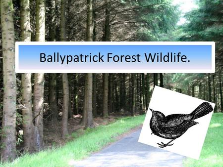 Ballypatrick Forest Wildlife.. Success Criteria. By the end of this lesson you should be able to: Name some of the wildlife found in the forest. Draw.